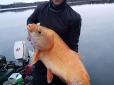 100-річну золоту рибку-мутанта зловили у США (фото)