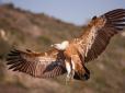 Розмах крил два метри: На Сумщині несподівано з'явився велетенський птах-хижак (відео)