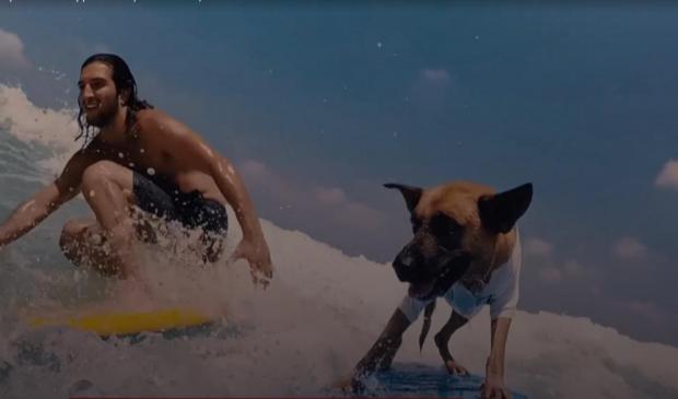 Собаку Полі ледве виманюють із води. Фото: скріншот з відео.