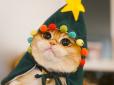 Нова зірка інтернету: Кіт Піско з підвищеним рівнем мімішності (фото)