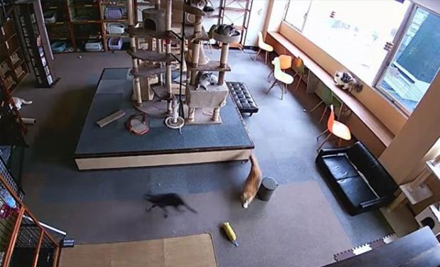 Кішки заздалегідь переходять у безпечні місця. Фото: скріншот з відео.
