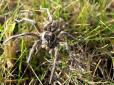 На Харківщині виявили небезпечних павуків (фото)