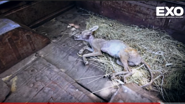 Невідому тварину вбили на Полтавщині. Фото: скріншот з відео.