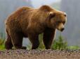 Китайці вимагають не лише деревину: У Росії почалися масові вбивства ведмедів