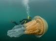 Після такого купатись страшно! Біля британських берегів помітили гігантську медузу розміром з людину (фото)