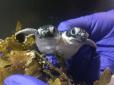 Дива природи: Вчені знайшли унікальну черепаху із двома головами (фото)