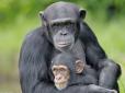 Не тільки людська особливість: Вчені виявили, що спільний перегляд фільмів зближує шимпанзе