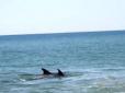 На популярному українському курорті дельфіни влаштували ігрища біля самого берега (відео)