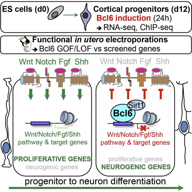 Схема экспериментов и перехода нейральных стволовых клеток от пролиферации к дифференцировке  Jerome Bonnefont et al. / Neuron, 2019