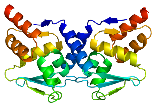 Protein BCL6