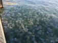 Зіпсована відпустка: Відпочиваючі скаржаться на масове нашестя медуз на Азові
