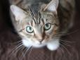 Науковці стверджують, що любителі кішок схильні до шизофренії