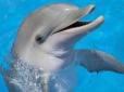 В окупованому Криму російські туристи до смерті замордували хворого дельфіна