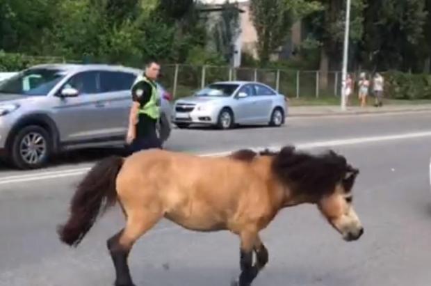 Патрульним довелося ловити поні. Фото: скріншот з відео.