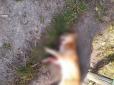 Компанія мажорів на Житомирщині розстріляла собаку: Поліція відкрила провадження