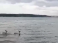 Оленів, що купаються у Дніпрі, помітили в Запоріжжі (відео)