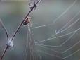 Чорнобильську зону відчуження оплели тенетами хижі павуки (фотофакти)