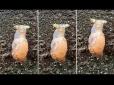 Дива природи: На популярному курорті зняли на відео зомбі-равлика з миготливими рогами (відео)