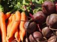 Дорогуща картопля і морковно-капустяний бум: В Україні зросло вирощування овочей