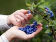 Справжнє джерело корисних речовин: В Україні придумали унікальний спосіб обробки фруктів