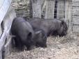 Собача робота: Чеські копи 8 годин ганялися за свинями (відео)