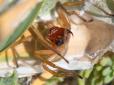 Хіти тижня. Найбільш отруйний павук Європи з'явився на півдні і в центрі України