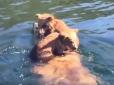 Мама є мама: Як ведмедиця своїх дітлахів через річку перевозила (відео)