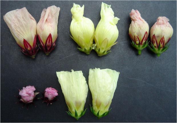 На стадии цветения съедобные виды розеллы от несъедобного без специальной подготовки не отличить