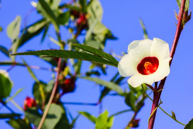 Светлые цветы суданской розы, подобно нашим "крученим паничам",  живут всего день. Но их увядание — залог появления сочного "розанчика" каркаде
