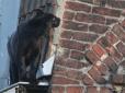 Чорна киця завелика: Пантера розгулювала дахами будинків безтурботного міста (фото, відео)
