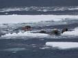 Навіть тварини проти: В Арктиці моржиха атакувала і втопила човен ВМФ Росії
