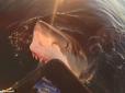 Моторошні кадри. Гризла метал і стрибала: В Австралії рибалка зняв напад акули (відео)