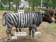 Штучна еволюція: В Японії збираються масово перефарбовувати корів на зебр (фотофакти)