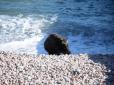 Напав на чоловіка із продуктами: Пляж популярного курорту Криму перелякав небезпечний дикий звір (відео)