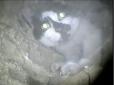 Абсолютно божевільні очі: Рятувальники дістали кота, який шість днів просидів у димоході похоронного бюро (фото)