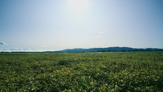 Основная культура, которую выращивают аграрии из КНР, - соя (на фото соевое поле в Биробиджанском районе ЕАО)