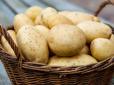 На українські ринки завезли отруйну картоплю: Як розпізнати