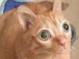 Кіт з неймовірно великими очима підкорює мережу (фото, відео)
