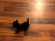 Кадри не для нервових! У США народилося кошеня-мутант з двома носами і чотирма очима (відео)