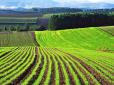 Ринок землі в Україні: У Мінекономіки назвали ймовірну ціну за гектар