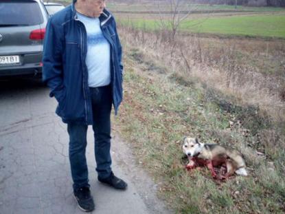 Песика врятували небайдужі люди. Фото: Факти.