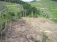 Президент підписав закон, покликаний зупинити знищення карпатських лісів