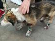 Як такого карати?! З'явилося нове відео, як чиновник-живодер катував собаку на Хмельниччині