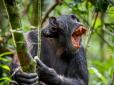 Вже спробували людського м'яса: В Уганді людоподібні мавпи оголосили справжню війну місцевому населенню, котре позбавляє їх ареалу