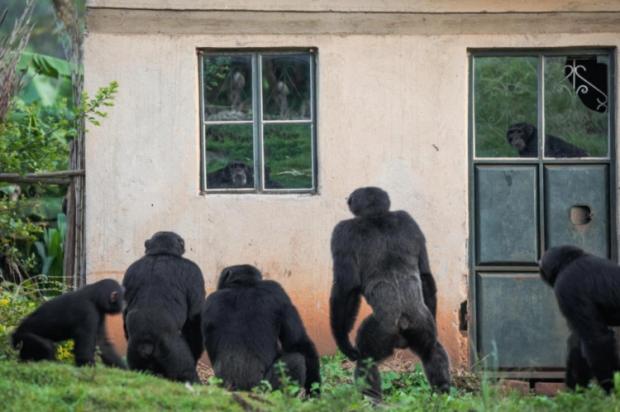Шимпанзе дивляться у вікна ферми, яку Нтегека СеМАТ покинула разом зі своєю сім'єю.