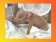 Химери для трансплантації: У Китаї схрестили свиню і мавпу (фото)
