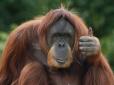 Про що говорять мавпи: Вчені розшифрували мову орангутангів