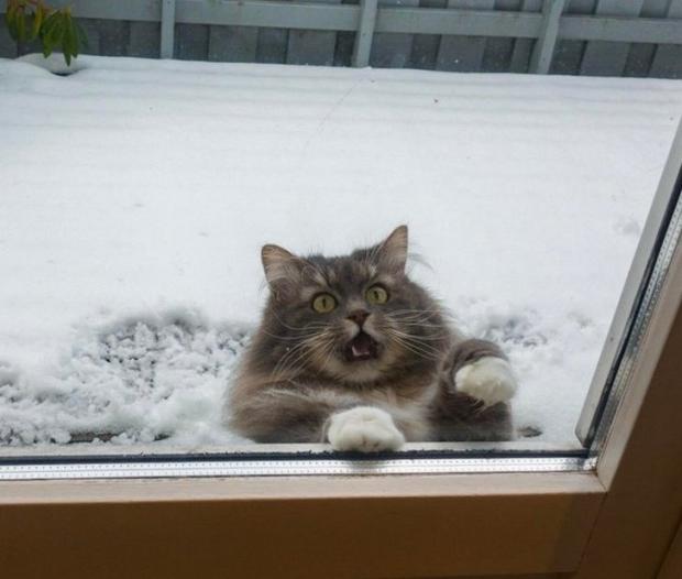 Цей вусань точно не любить сніг. Фото: brightside.me.