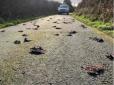 Апокаліпсис наближається! - Сотні мертвих птахів одночасно впали на дорогу в Британії (фото, відео)
