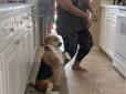 Рідкісне відчуття ритму: Собака-танцюрист викликав захват у мережі (відео)